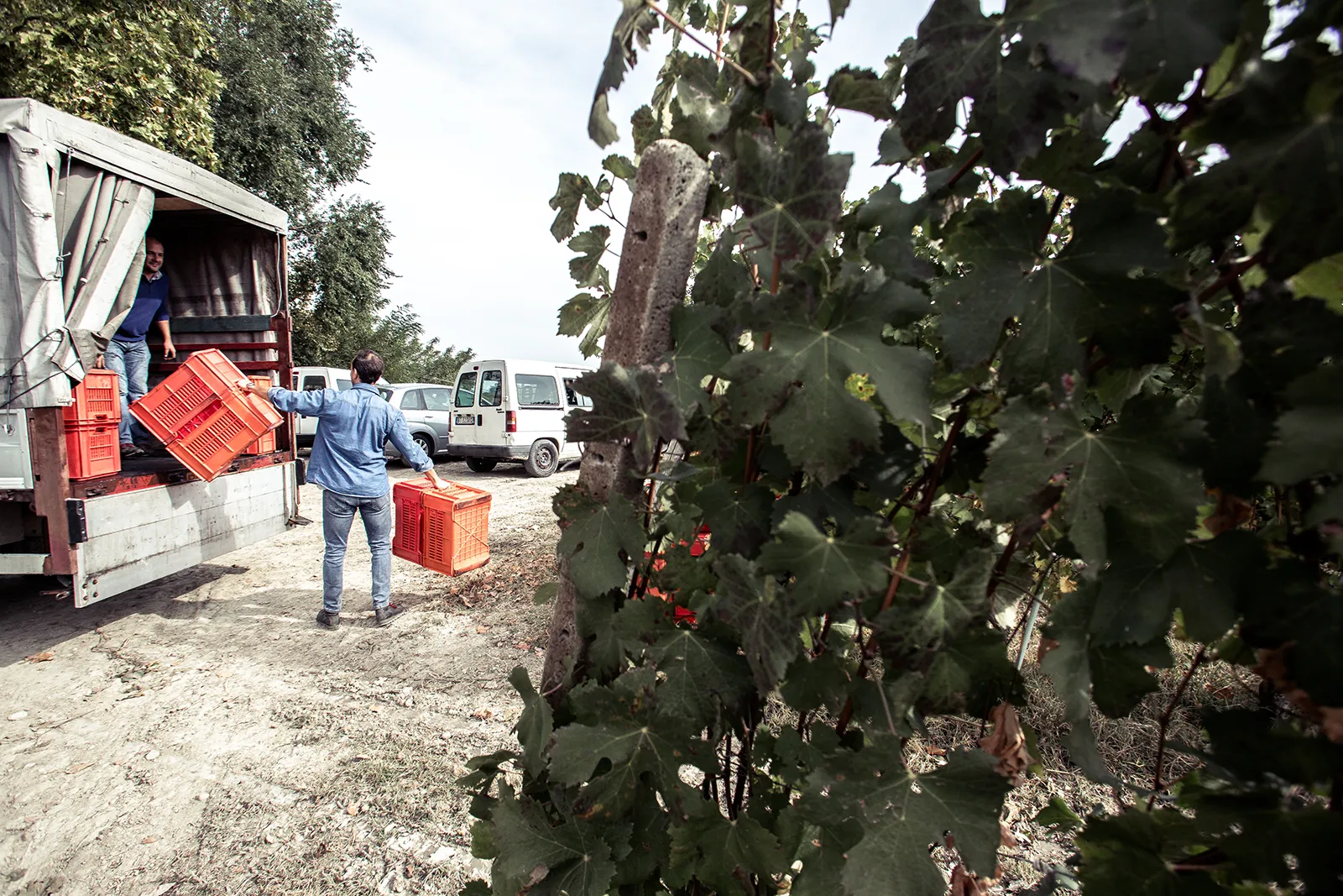 Workers at work on the Poderi Fogliati vineyard.