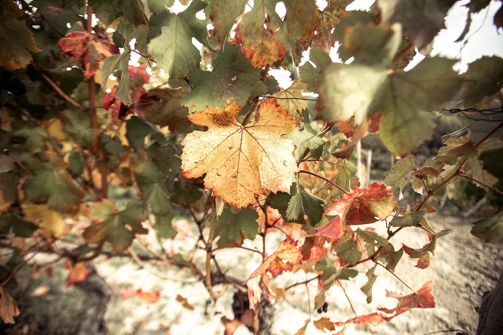 Detail with leaf from the Poderi Fogliati vineyard.